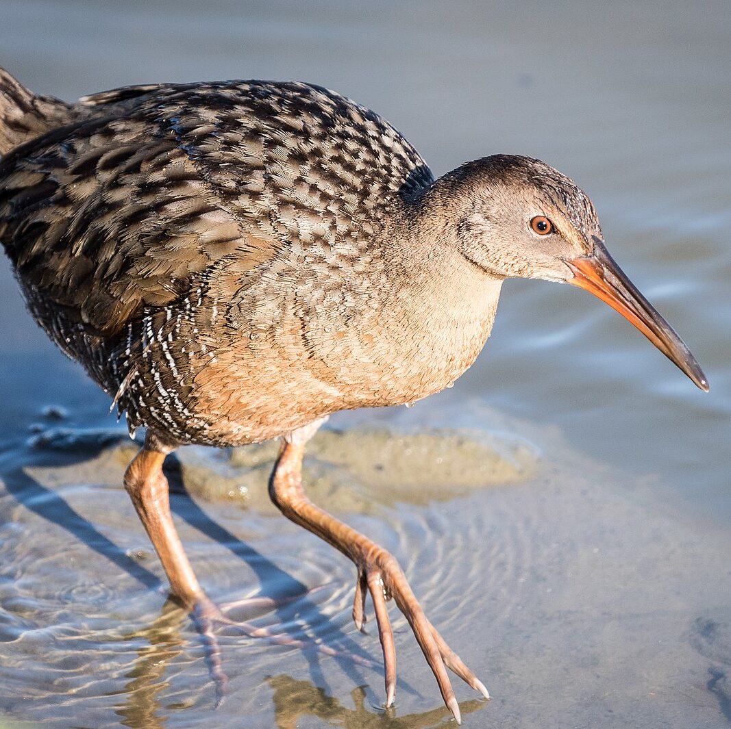 brown bird with long beak