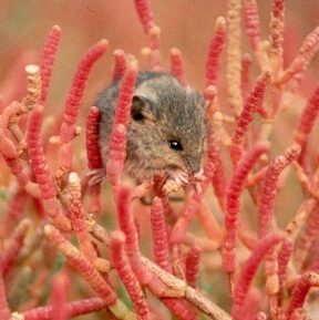 small mouse on pink pickleweed plant