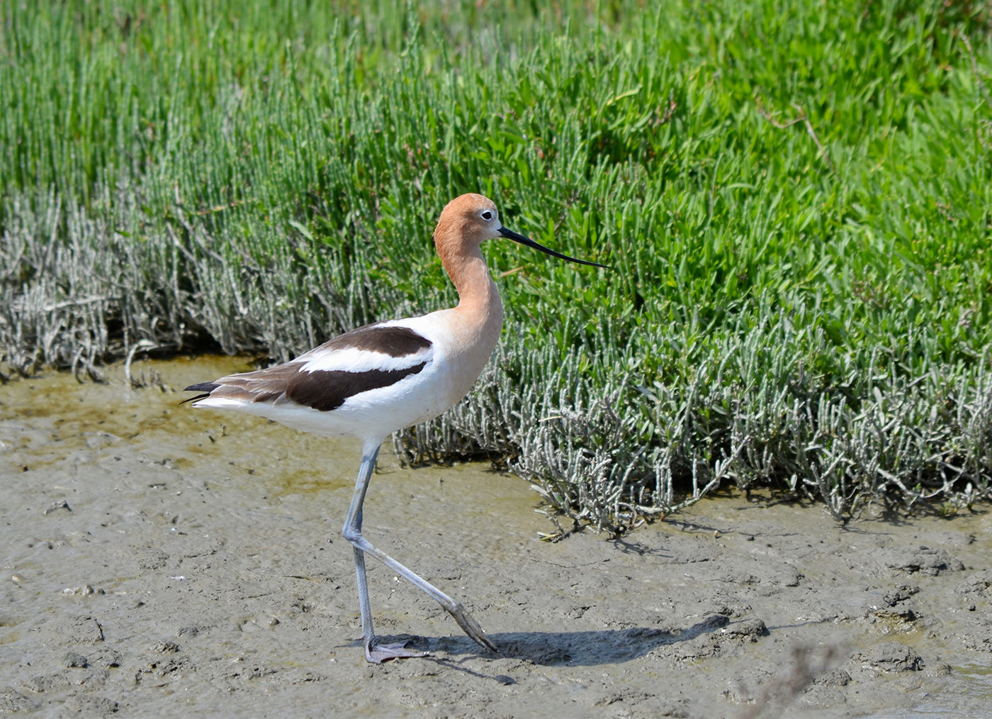 Los Gatos Birdwatchers